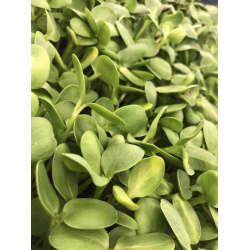 Microgreens, Sunflower Shoots 85g